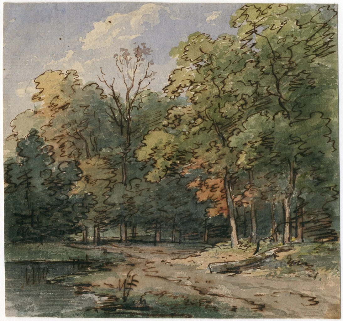 Vista sulla foresta con laghetto